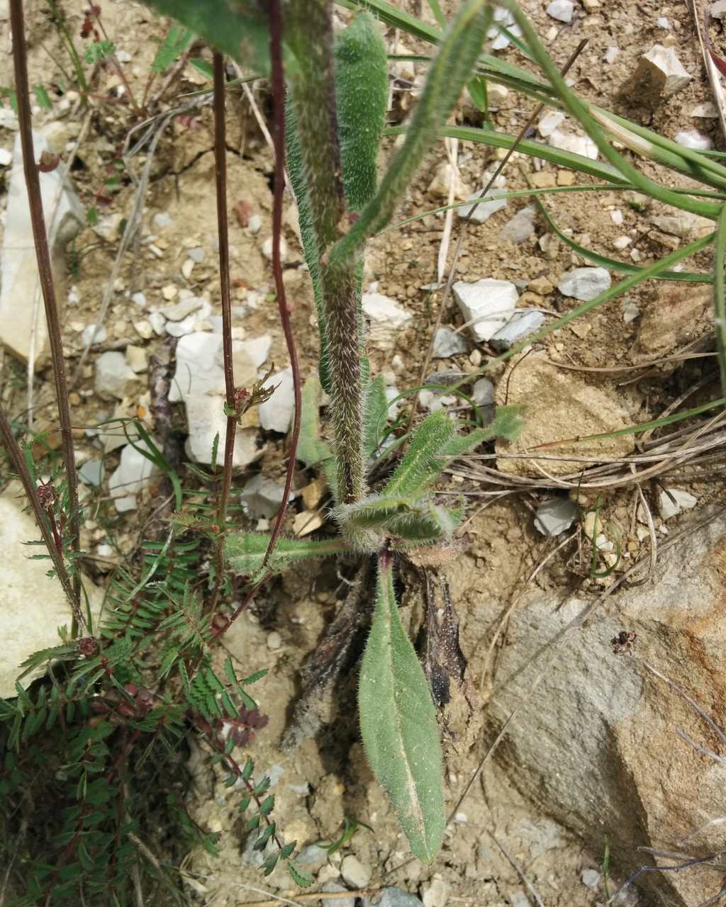 Anchusa azurea / Buglossa azzurra